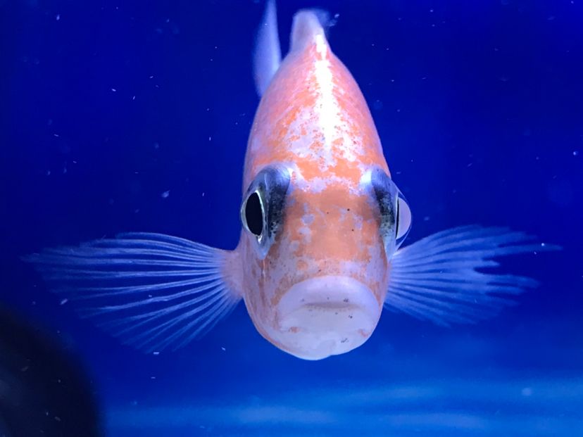 求助！魚身上有黑點！（求助各位大神，魚身上有黑點是不是蟲子呢，如果是蟲子怎么處理呢） 觀賞魚論壇 第5張