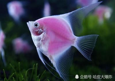 觀賞魚不愿意游動怎么回事（觀賞魚不愿游動可能是由于疾病、水質(zhì)管理不當(dāng)、飼養(yǎng)管理不當(dāng)） 祥龍超血紅龍魚 第3張