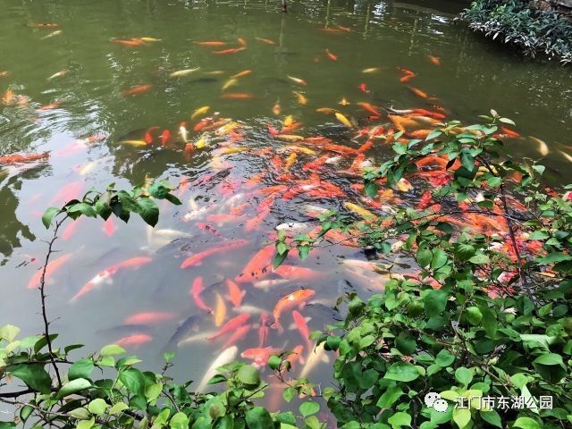 公園的觀賞魚（公園的觀賞魚是公共財(cái)富） 博特水族 第4張