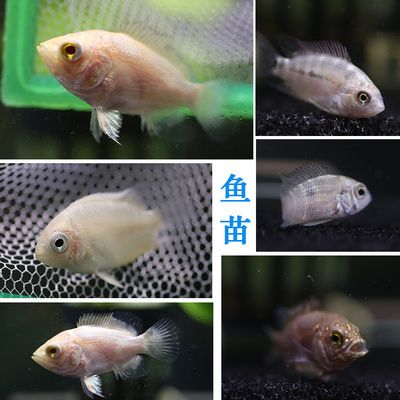 黑白皇冠魚怎么養(yǎng)（皇冠魚的歷史起源及種類） 赤元素 第4張