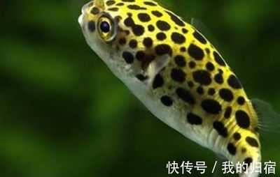 比較安靜的觀賞魚有哪些（安靜的水族箱環(huán)境可以選擇一些性情溫和、不太活躍的魚類） 魚缸等水族設(shè)備 第1張