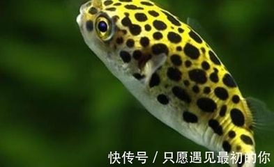 比較安靜的觀賞魚有哪些（安靜的水族箱環(huán)境可以選擇一些性情溫和、不太活躍的魚類） 魚缸等水族設(shè)備 第4張