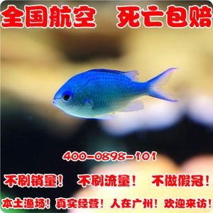 海水觀賞魚(yú)漁場(chǎng)設(shè)計(jì)圖（海水觀賞魚(yú)漁場(chǎng)的設(shè)計(jì)） 雙線側(cè)魚(yú) 第1張