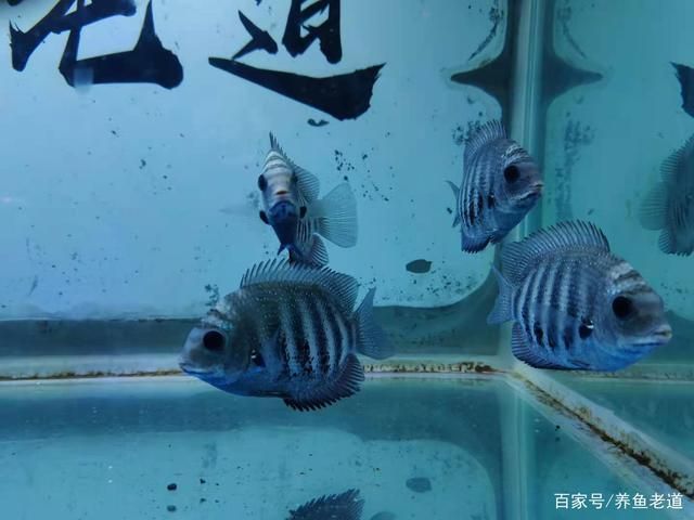 觀賞魚能用礦泉水養(yǎng)嗎（家庭養(yǎng)魚的水質(zhì)管理指南） 委內(nèi)瑞拉奧里諾三間魚 第3張