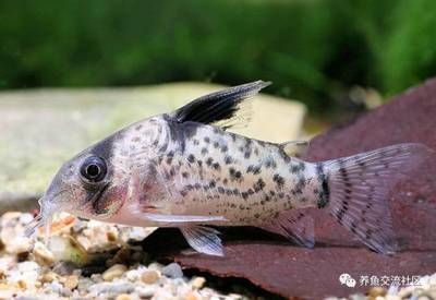 花鼠魚（花鼠魚在養(yǎng)殖過程中需要注意以下幾點花鼠魚在養(yǎng)殖過程中要注意） 眼斑魚 第1張