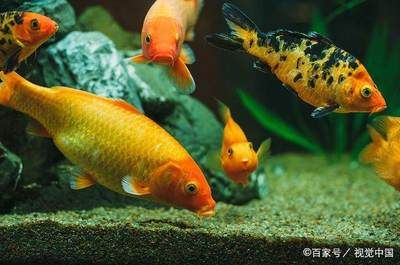 觀賞魚的意義是什么（養(yǎng)殖觀賞魚的意義） 白子球鯊魚 第3張