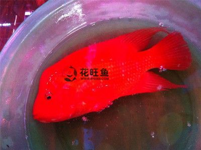 財(cái)神鸚鵡魚苗怎么養(yǎng)（財(cái)神鸚鵡魚苗的養(yǎng)殖指南） 黃寬帶蝴蝶魚 第3張