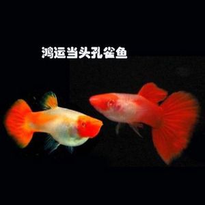 觀賞魚(yú)快遞費(fèi)（觀賞魚(yú)快遞費(fèi)用影響因素） 水族燈（魚(yú)缸燈） 第4張