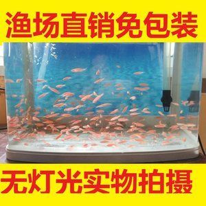 紅色 觀賞魚 推薦（熱帶觀賞魚的世界） 泰龐海鰱魚 第2張