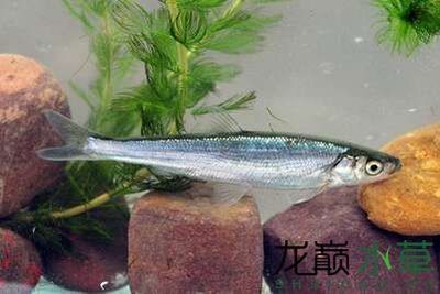 白魚觀賞魚是什么魚（探討白魚觀賞魚的具體種類時） 馬來西亞燕窩 第2張