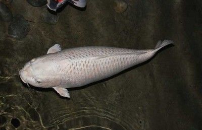 花鱗鯉魚（花斑裸鯉的全球之旅） 元寶鳳凰魚專用魚糧 第3張