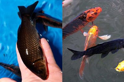 花鱗鯉魚（花斑裸鯉的全球之旅） 元寶鳳凰魚專用魚糧 第1張