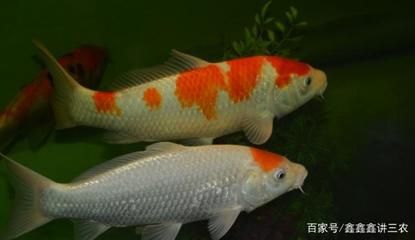 觀賞魚(yú)突然死亡是什么原因（觀賞魚(yú)突然死亡可能與多種疾病有關(guān)） 南美異形觀賞魚(yú) 第1張