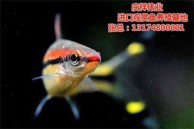 觀賞魚苗養(yǎng)殖技術(shù)視頻（觀賞魚養(yǎng)殖技術(shù)的起源和發(fā)展歷程） 可麗愛(ài)魚缸 第4張