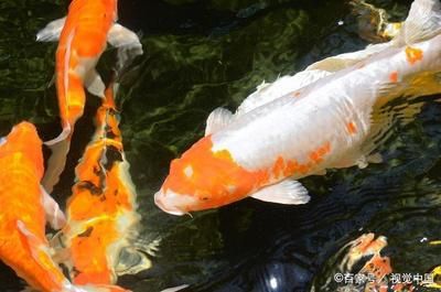 觀賞魚數(shù)量的說法（養(yǎng)魚老道的養(yǎng)魚秘籍） 祥龍龍魚魚糧 第4張