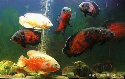 觀賞魚(yú)類發(fā)展現(xiàn)狀圖（觀賞魚(yú)產(chǎn)業(yè)的全球趨勢(shì)） 鴨嘴鯊魚(yú) 第1張