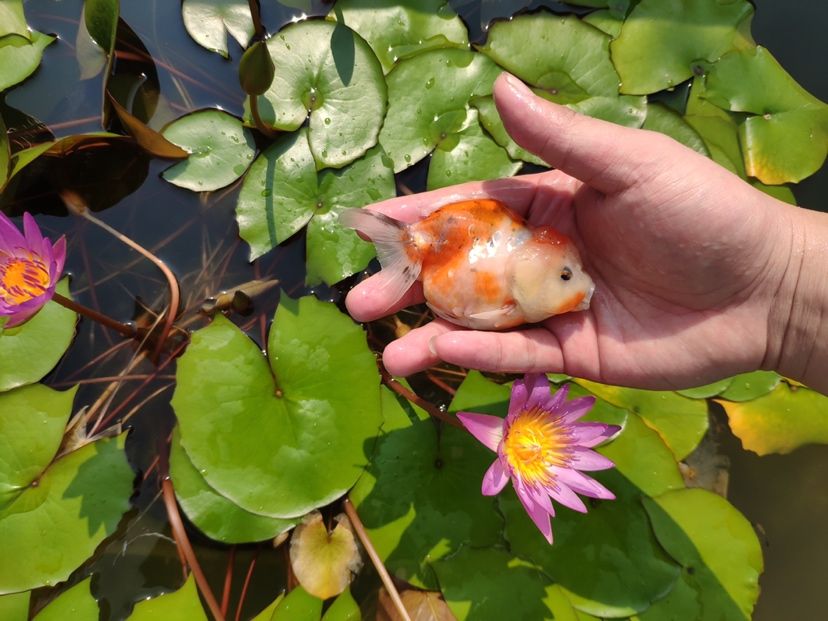 肥嘟嘟的小家伙可愛的很（抓住夏天的尾巴，看一看這蓮花）