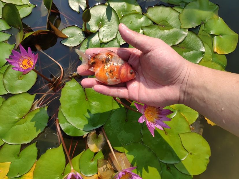 肥嘟嘟的小家伙可愛的很（抓住夏天的尾巴，看一看這蓮花）