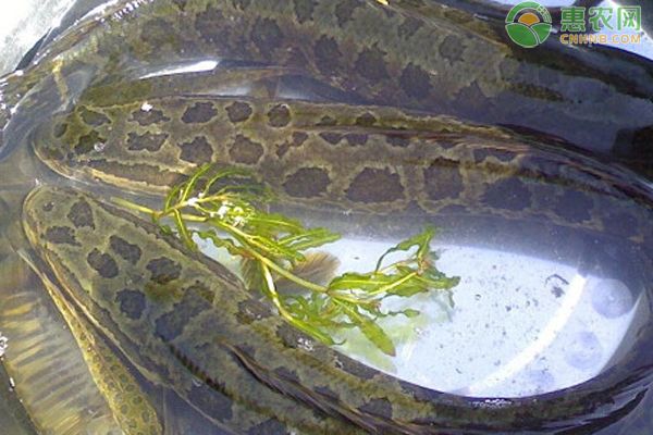 黑桃a魚怎么分公母黑桃a魚怎么分公母（黑桃A魚怎么喂）（如何正確飼養(yǎng)黑桃a魚）