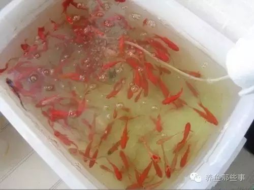 觀賞魚吃什么食物催魚排卵（觀賞魚的繁殖周期及相關(guān)食物選擇）