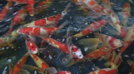 廣東本地觀賞魚種類有哪些魚（廣東本地觀賞魚種類豐富多樣的觀賞魚種類豐富多樣）