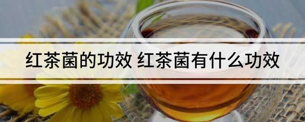 紅茶菌為什么不流行（為什么紅茶菌不再流行了）