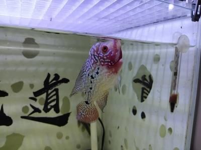 觀賞魚能不能吃雞蛋（觀賞魚可以吃雞蛋嗎）