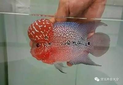 觀賞魚能不能吃雞蛋（觀賞魚可以吃雞蛋嗎） 龍魚之家 第4張