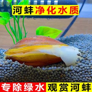 觀賞魚能不能吃雞蛋（觀賞魚可以吃雞蛋嗎）