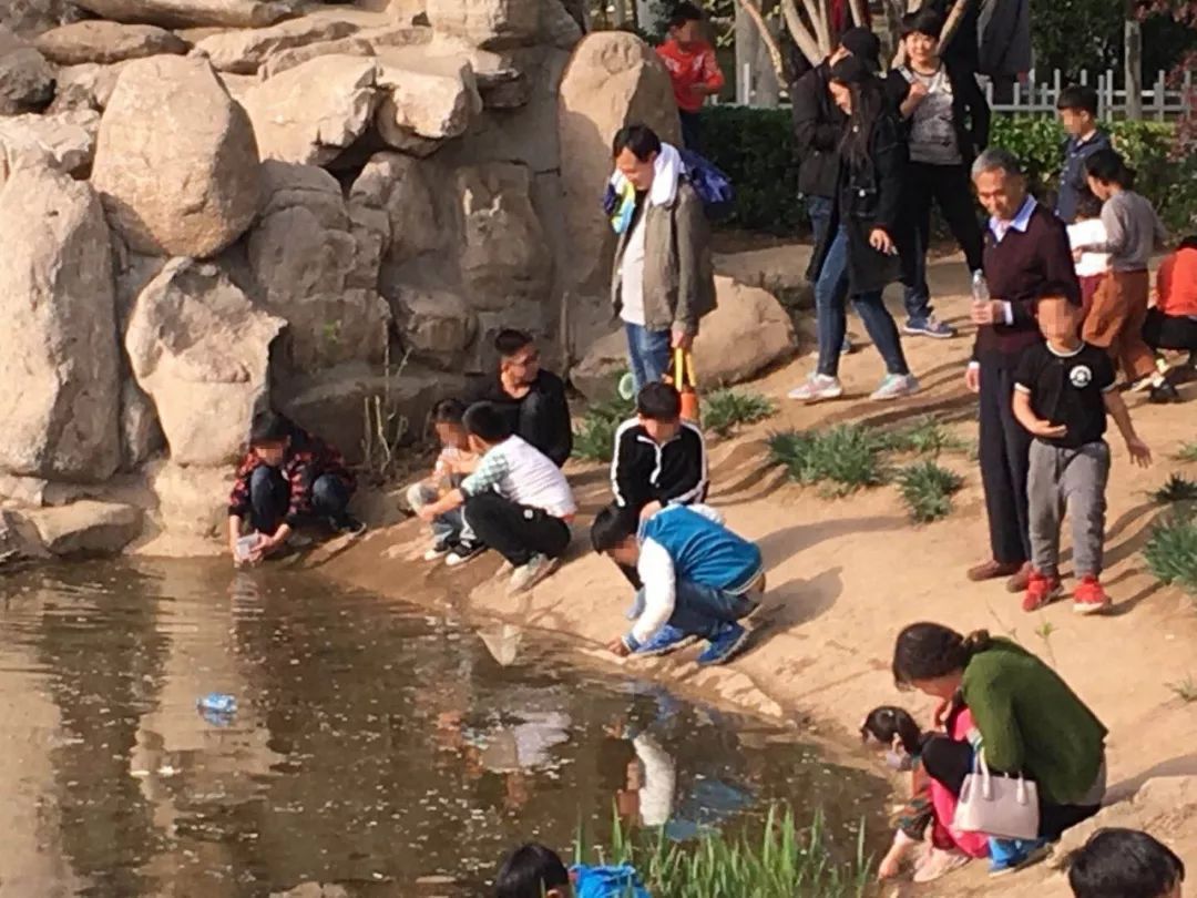 公園觀賞魚能不能吃小魚（城市公園生態(tài)系統(tǒng)的維護(hù)城市公園生態(tài)系統(tǒng)的維護(hù)城市公園生態(tài)系統(tǒng)） 名貴錦鯉魚 第4張