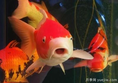 觀賞魚(yú)銷(xiāo)路（觀賞魚(yú)市場(chǎng)洞察,觀賞魚(yú)銷(xiāo)路的創(chuàng)新?tīng)I(yíng)銷(xiāo)策略是什么）