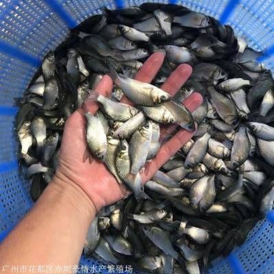 觀賞魚苗批發(fā)市場在哪里（衡水凱聚淡水魚苗養(yǎng)殖有限公司） 文玩 第1張