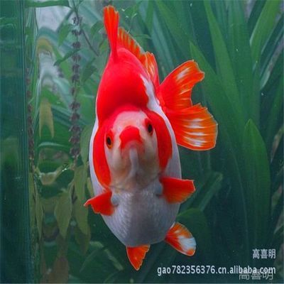 好看的大型淡水觀賞魚（尋找好看的大型淡水觀賞魚時，我們可以參考一些評選和推薦） 水草 第4張