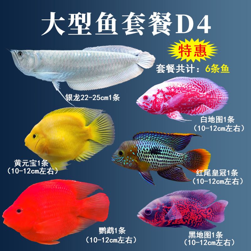 紅色的大型觀賞魚叫什么（紅色大型觀賞魚的種類） 沖氧泵 第3張