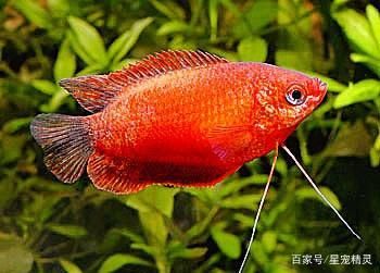 觀賞魚吐泡泡是為什么（觀賞魚為什么會吐泡泡） 水族品牌 第1張