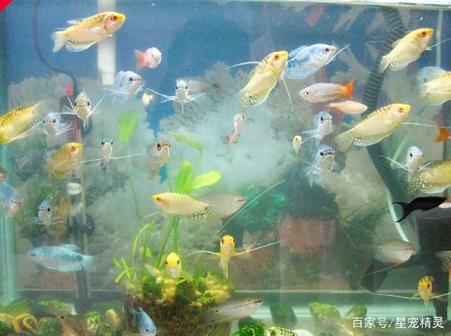 觀賞魚吐泡泡是為什么（觀賞魚為什么會吐泡泡） 水族品牌 第4張