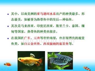 剛出生的熱帶魚怎么養(yǎng)（養(yǎng)剛出生的小熱帶魚需要注意的幾個關鍵點不能喂魚）