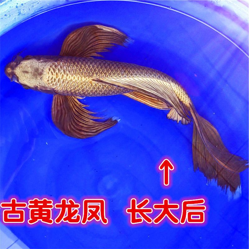 蝴蝶尾巴的觀賞魚（格紋蝴蝶魚觀賞魚的起源與進(jìn)化蝴蝶魚的起源與進(jìn)化） 斑馬鴨嘴魚苗 第3張