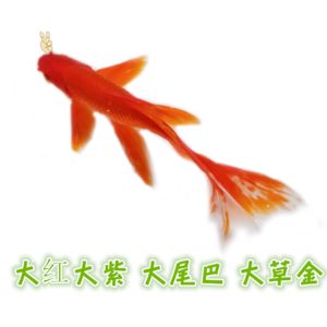 蝴蝶尾巴的觀賞魚（格紋蝴蝶魚觀賞魚的起源與進(jìn)化蝴蝶魚的起源與進(jìn)化） 斑馬鴨嘴魚苗 第2張