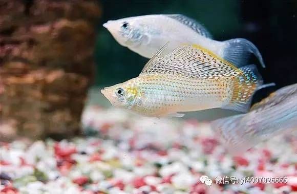 常見(jiàn)的小型觀賞魚(yú)種類（小型觀賞魚(yú)的種類介紹） 魚(yú)缸等水族設(shè)備 第3張