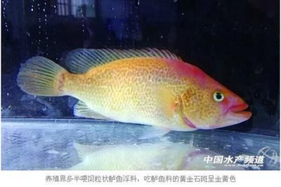 觀賞魚飼料可以喂食用魚嗎（如何判斷觀賞魚是否適合喂食食用魚） 二氧化碳設(shè)備 第3張