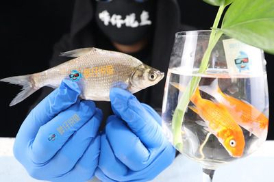 觀賞魚飼料可以喂食用魚嗎（如何判斷觀賞魚是否適合喂食食用魚） 二氧化碳設(shè)備 第1張