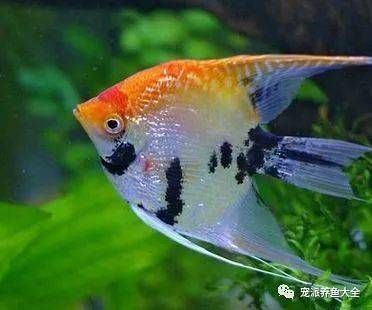 觀賞魚水溫多少度最好（關(guān)于觀賞魚的水溫問題）