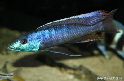 觀(guān)賞魚(yú)三湖慈鯛魚(yú)（三湖慈鯛觀(guān)賞魚(yú)三湖慈鯛觀(guān)賞魚(yú)三湖慈鯛飼養(yǎng)八要點(diǎn)） 稀有金龍魚(yú) 第3張