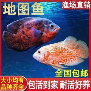 地圖魚野生是什么樣子的（地圖魚是一種大型熱帶觀賞魚的起源與地圖魚的起源） 水溫計 第3張