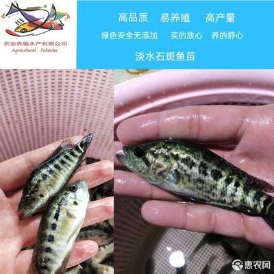 淡水石斑魚苗（淡水石斑魚的養(yǎng)殖技術(shù)包括淡水石斑魚苗的價格和價格）