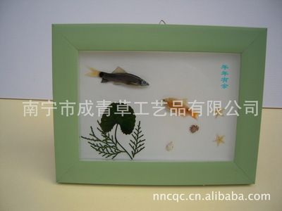 觀賞魚標(biāo)本制作方法（觀賞魚標(biāo)本制作方法主要有以下幾種常見的觀賞魚標(biāo)本制作方法） 福滿鉆魚 第1張