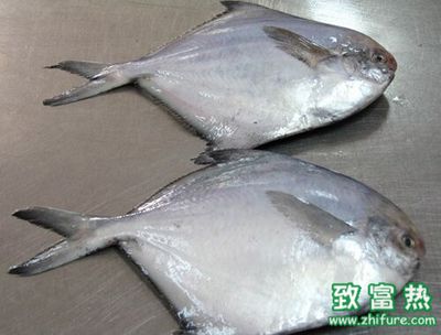 觀賞魚市場行情（2017年觀賞魚市場需求趨勢預測） 圣菲埃及魚 第4張