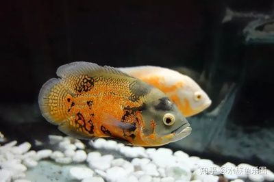 觀賞魚市場行情（2017年觀賞魚市場需求趨勢預測） 圣菲埃及魚 第1張