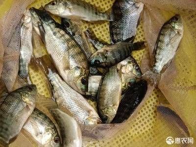 脆肉羅非魚魚苗價格（脆肉羅非魚魚苗價格因地區(qū)和供應(yīng)商不同而有所差異） 造景/裝飾 第1張